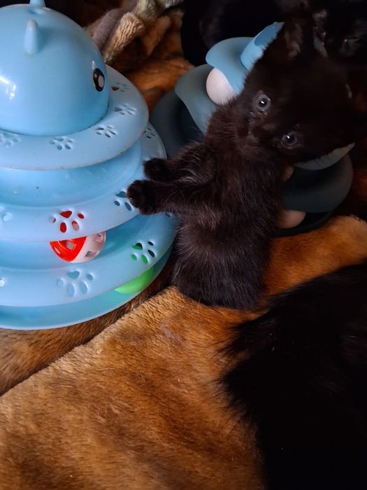 Котята, коты и кошки бесплатно