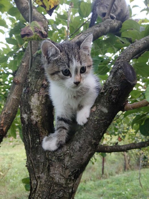 Котики безкоштовно