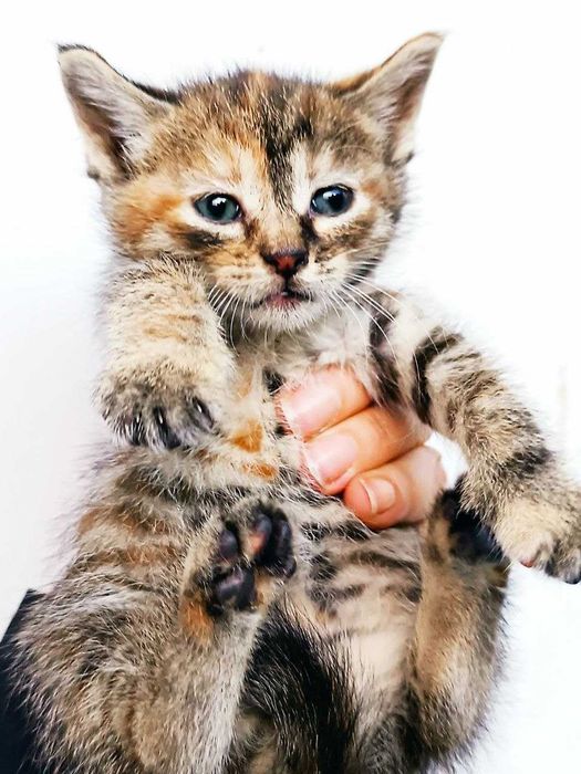 Котята кошечки котики бесплатно
