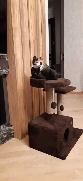 Домики лежанка когтеточка для кота кошк