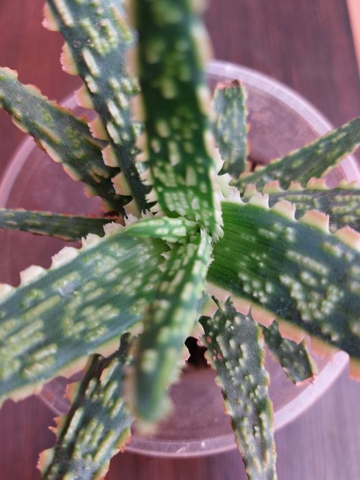 Алоє декоративне