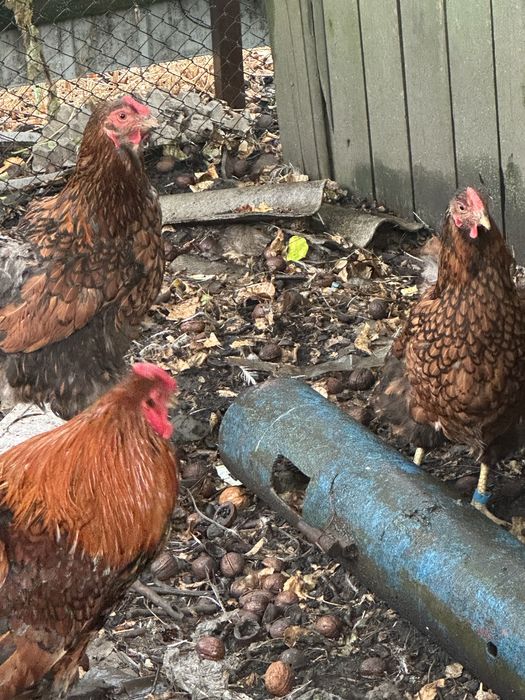 Віандот чорне золото/ темне золото