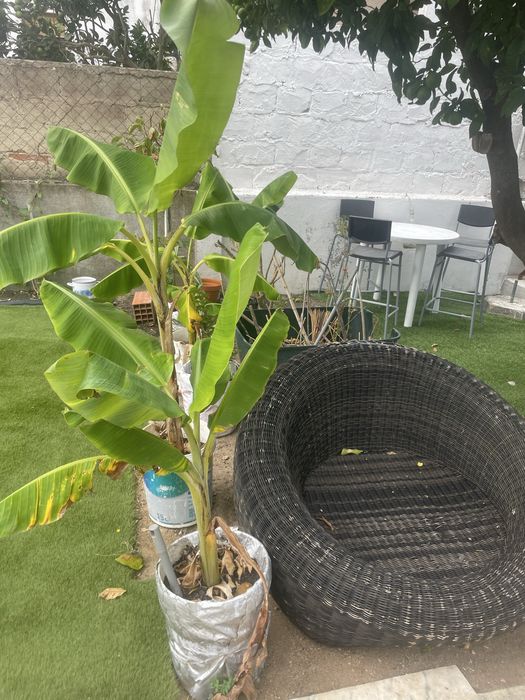 Mudas de bananeiras