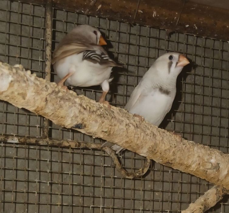 Periquitos e mandarins