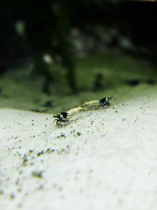 Krewetka caridina wiele odmian "super crystal red, PRL, Pinto, black taiwan, white bee