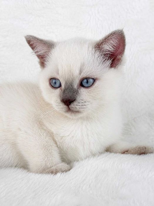 Gatinho Scottish Straight shorthair blue point