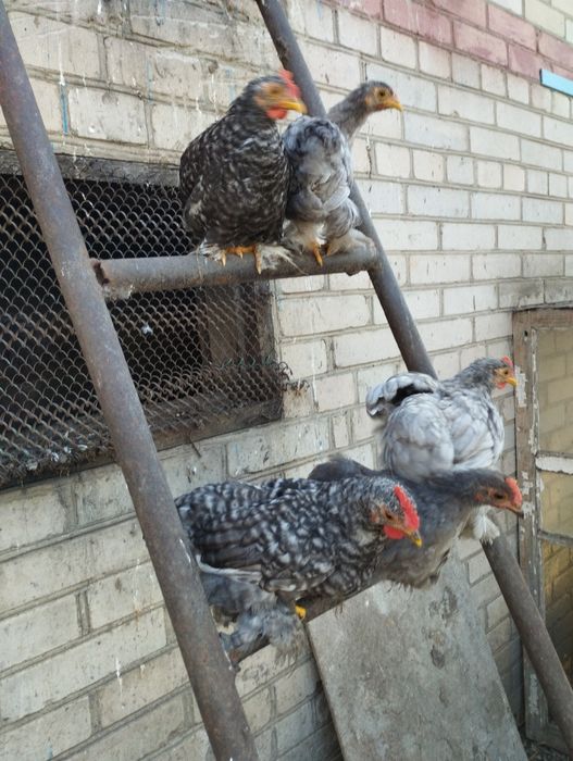 Продам півників карликового кохінхінів