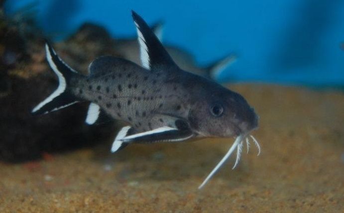 Synodontis granulosus od Neon Zoo