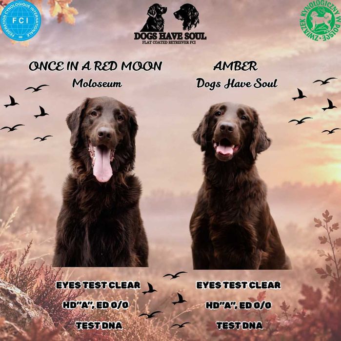 Flat Coated Retriever FCI - Zapowiedź Miotu