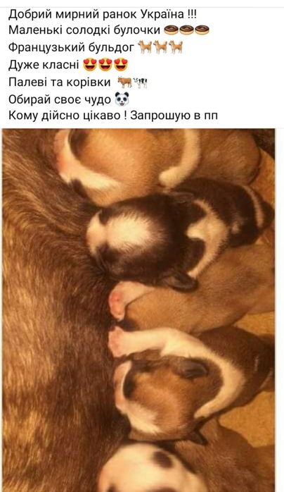 Палевi дiтки французики