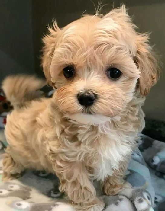 Чудо Мальтипу в родину