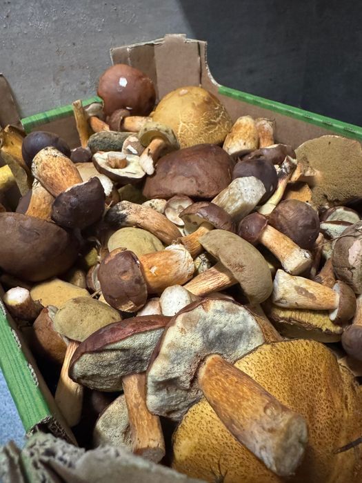 Mix Grzybów Leśnych świeżo zbierane