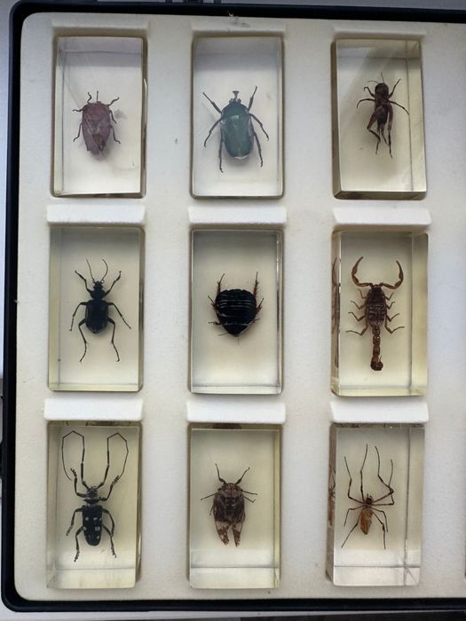 Колекція комах разом із журналами