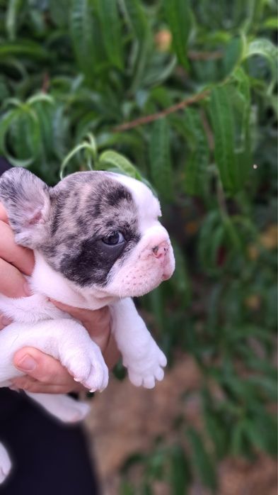 Bulldog francês macho