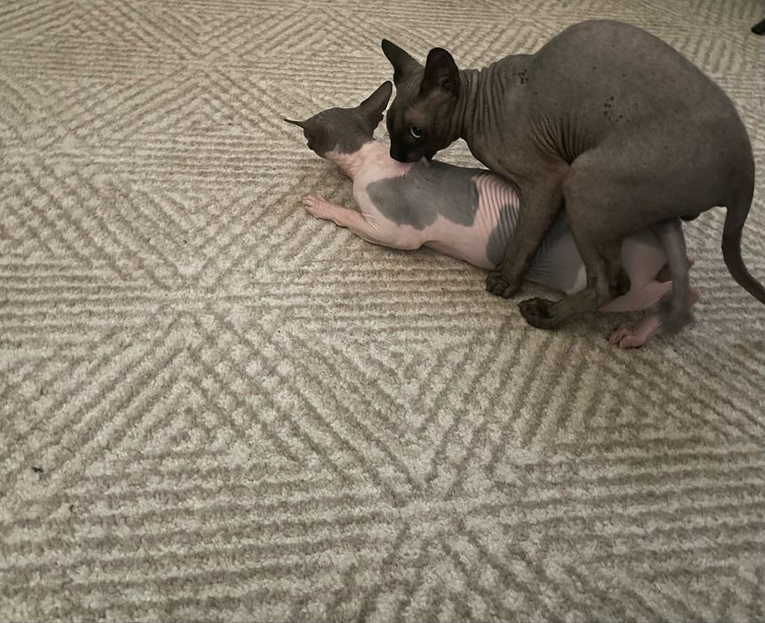 Вязка Сфинкса мальчик Розвязаний