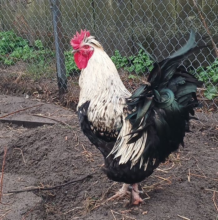 Інкубаційне яйце чубатих курей