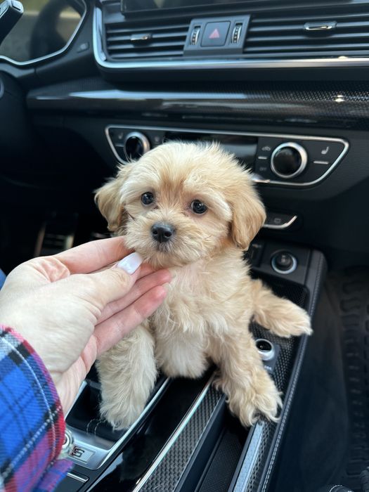 Мальтипу мини мальчик ф1