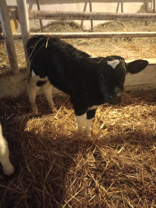 Byki cielaki 1,5 miesiąca
