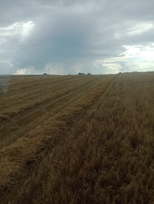 Owies Bingo Rambo centrala ,zbiór  2025