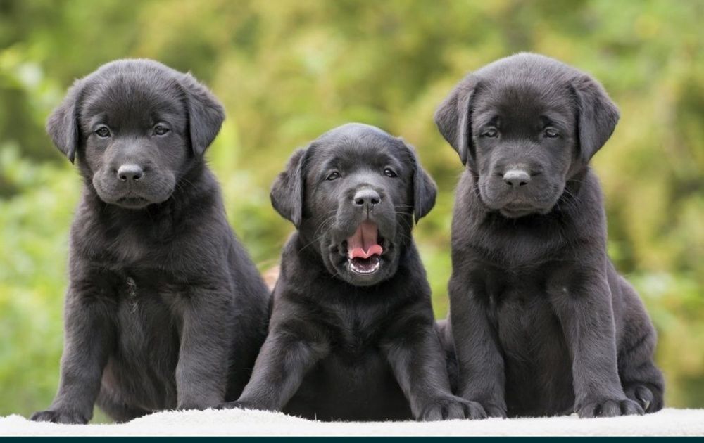 Чистокровні лабрадори чекають свою нову родину.