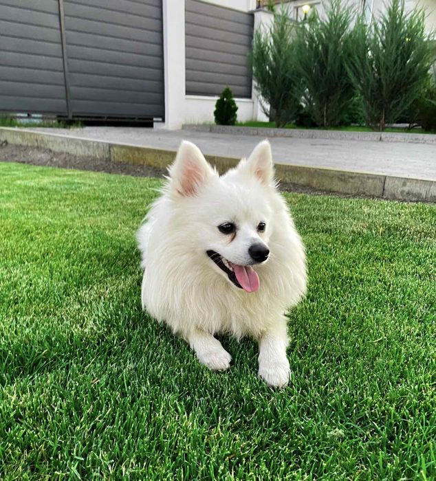 Німецький шпіц - красавчик, шукає подружку. Приїдемо!