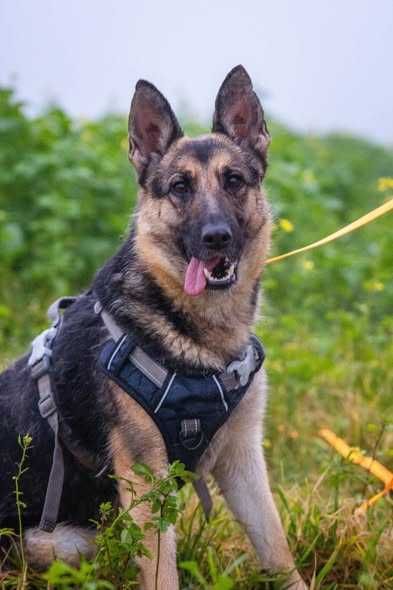 Przyjazna posłuszna Ester szuka domku