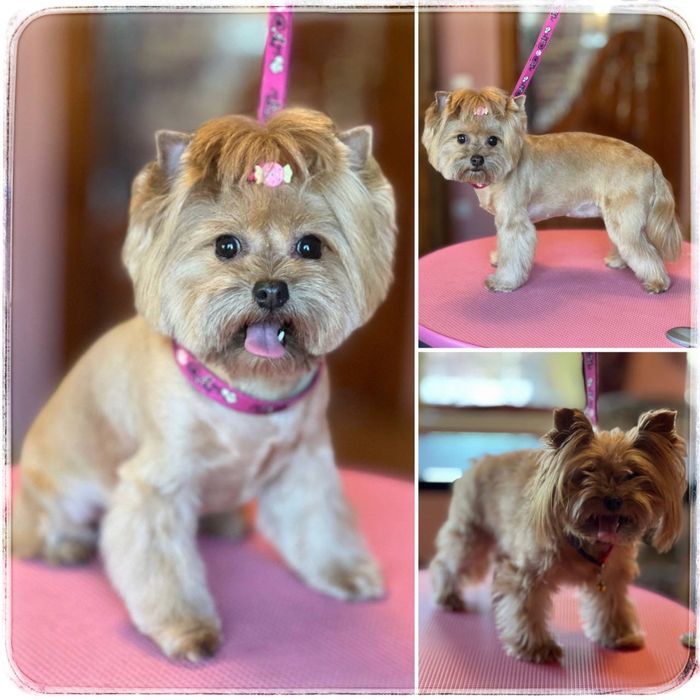 Грумінг для тварин