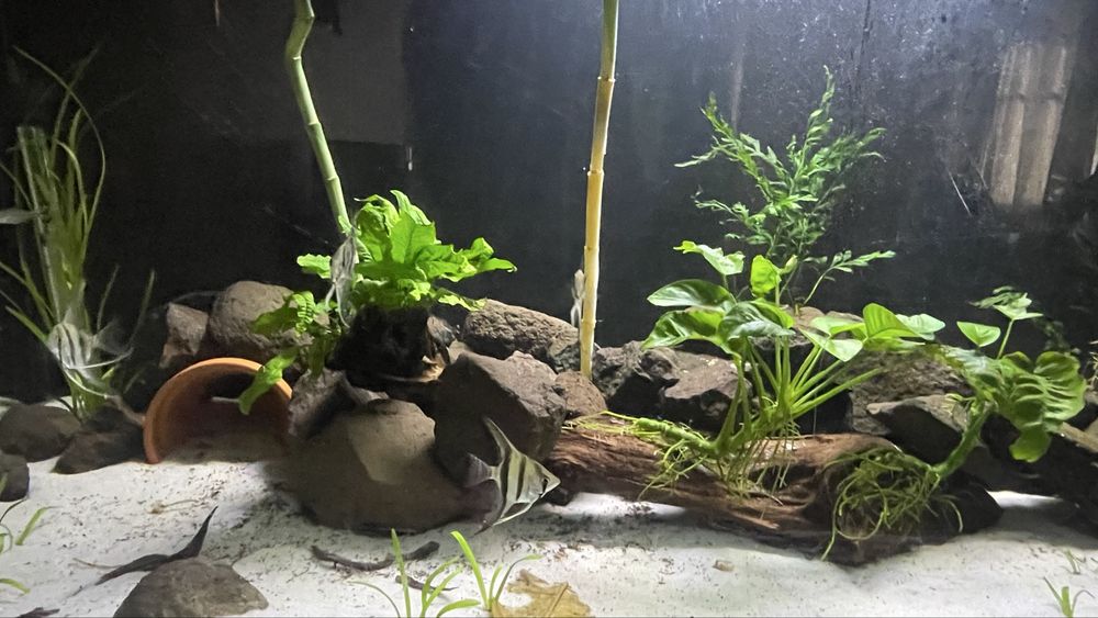 Vendo minha fauna , pedras tronco  e flora.