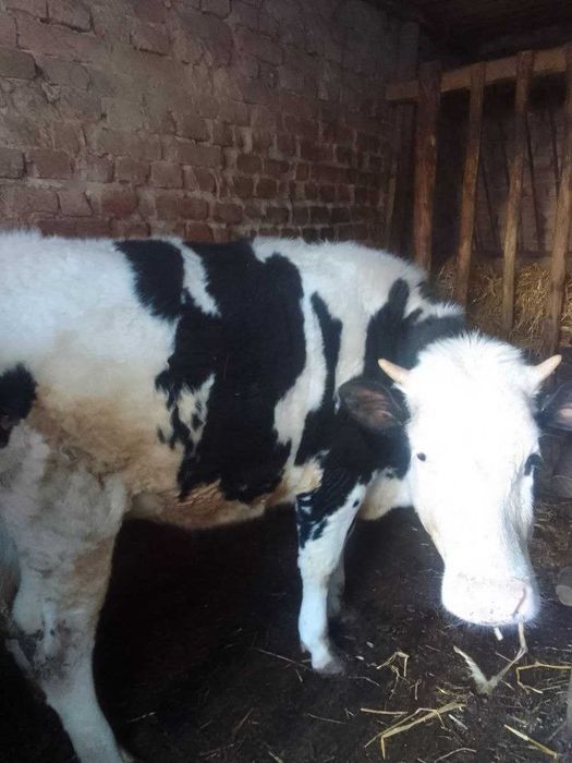 Теличка на відгодівлю