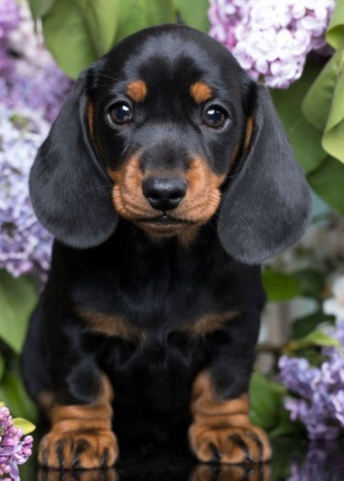 Малюк із великим серцем чекає на турботливих господарів.