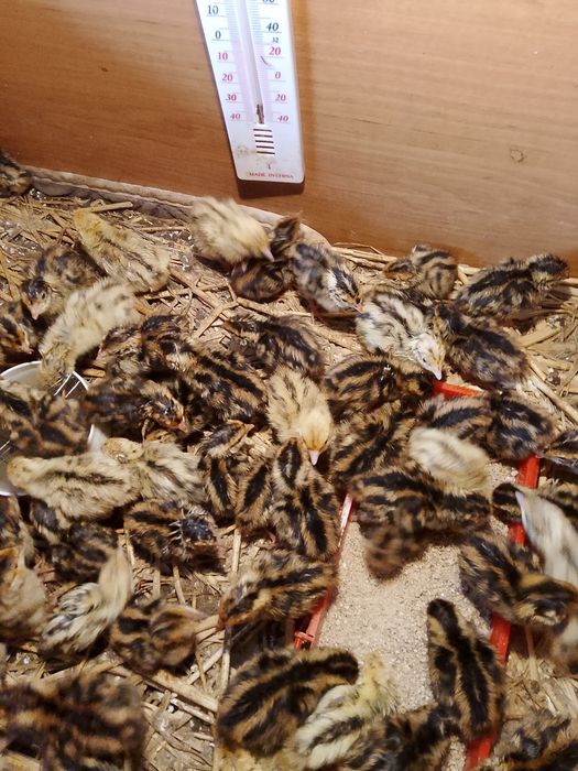 Przepiórki faraon