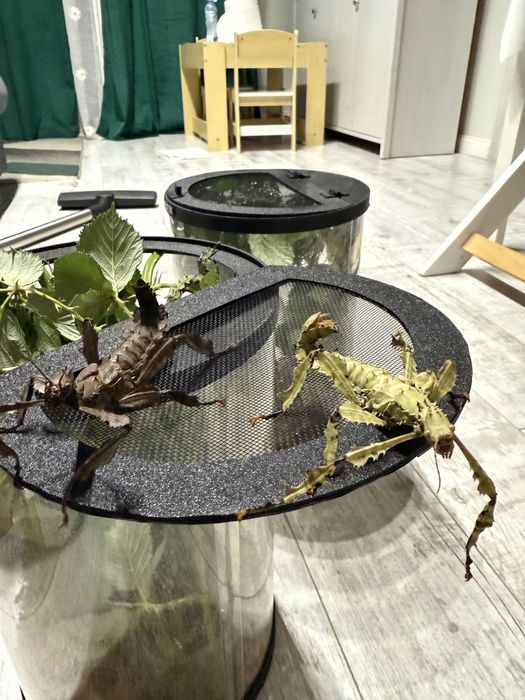 Straszyk australijski