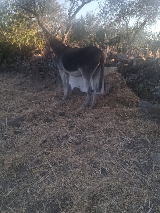 Parelha de Burro mirandes e burra