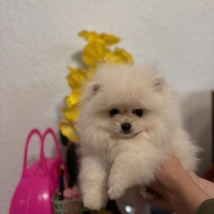 ляльковий Ведмедик хлопчик.