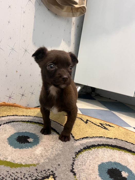 Песики- хлопчики маленькоі породи