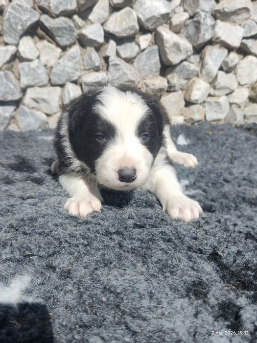 Border collie cudowny piesek przebadani rodzice do odbioru