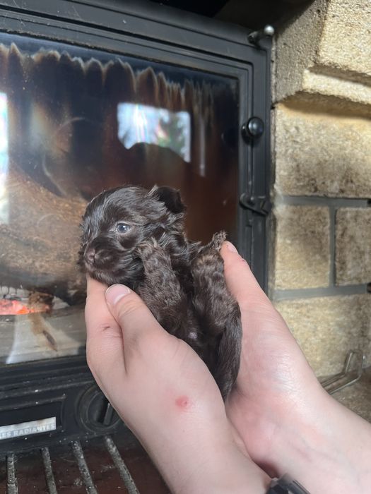 Yorkshire terrier, york, chlopiec, brązowy ,choco, chocolate pies