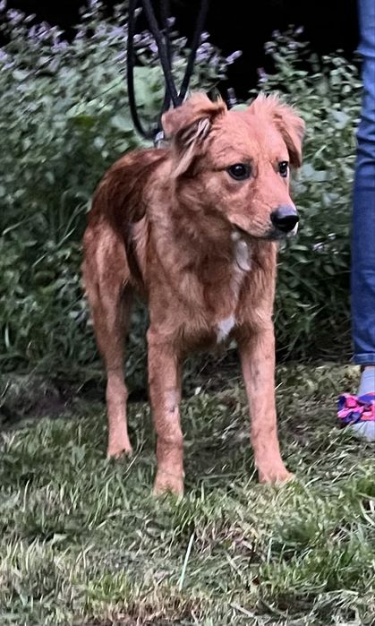 Kochany piesek Tedi szuka domku