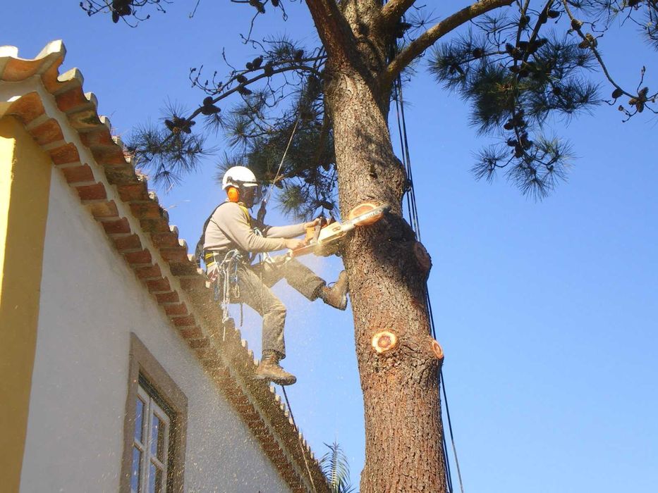 Serviços de rocadeira i motosserras