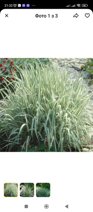 Продам декоративну рослину