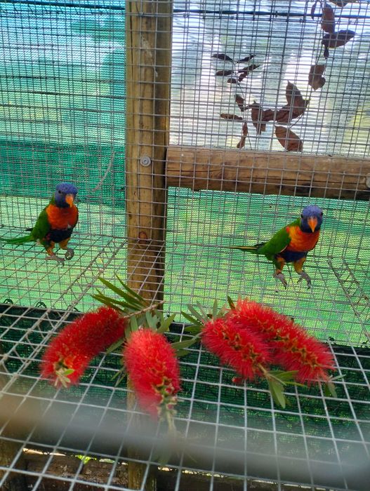 Vários Loris disponíveis