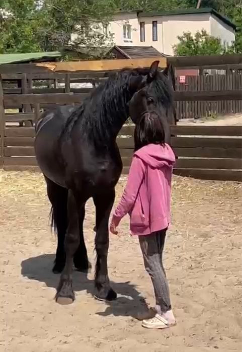 Продам Фризького жеребця