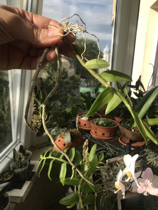 Dendrobium loddigesii*den.aphyllum
