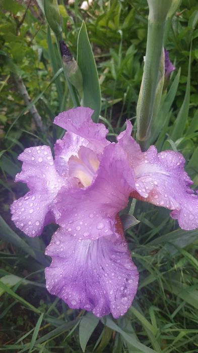 ирис, півники, ірис высокорослый продам излишки