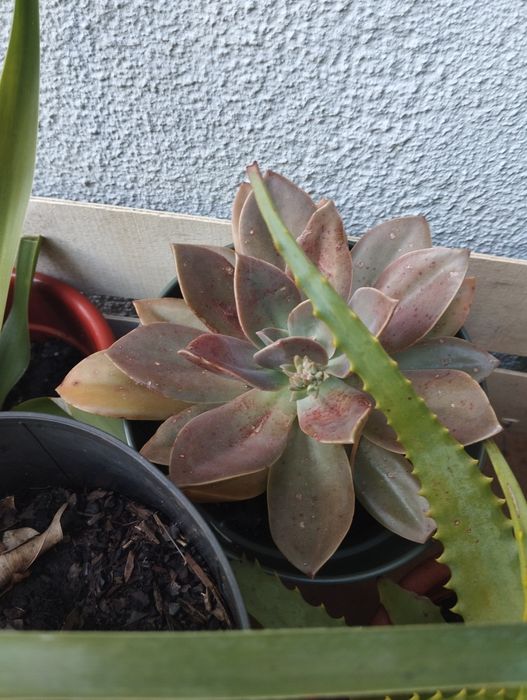 Cabaz de suculentas para Natal