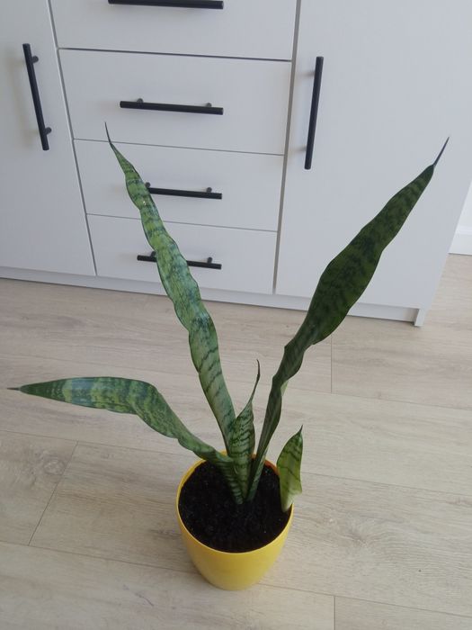 Сансевієрія вазон щучий хвіст