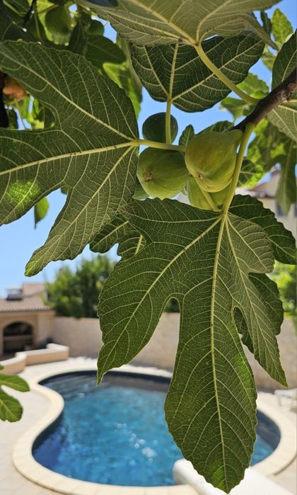 Wakacje Chorwacja Vodice noclegi apartamenty dom z basenem