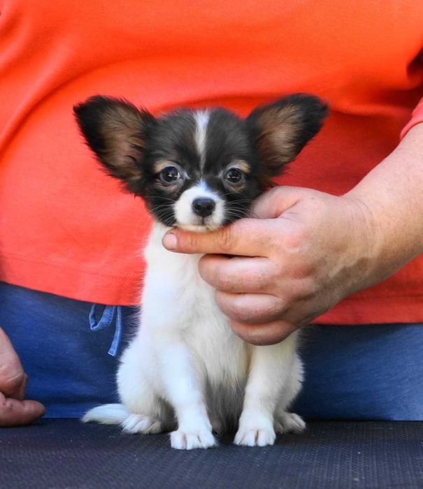 папийон щенки питомника