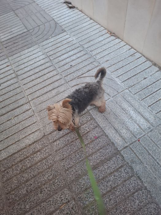 Oferta dum cão worshiar