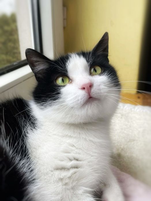 Łagodny Tokio szuka miłości :)